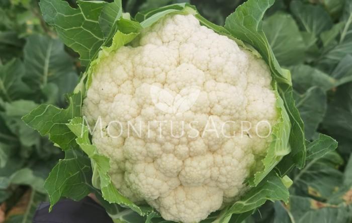 MONITUS AGRO d.o.o.
