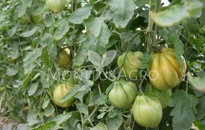 MONITUS AGRO d.o.o.
