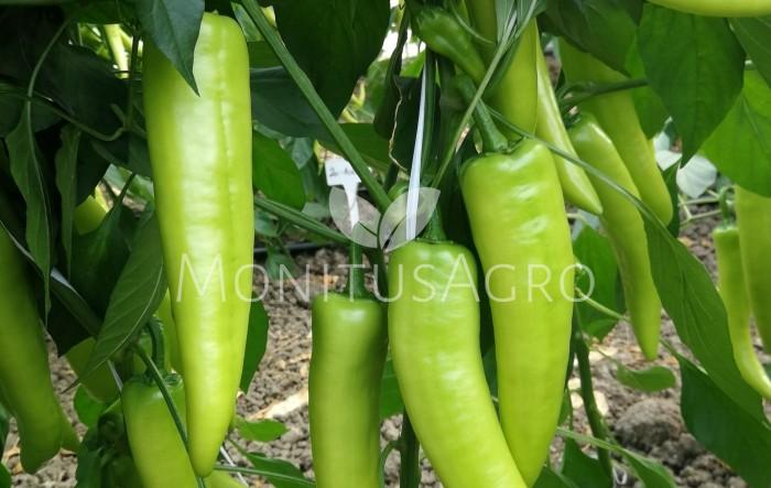 MONITUS AGRO d.o.o.