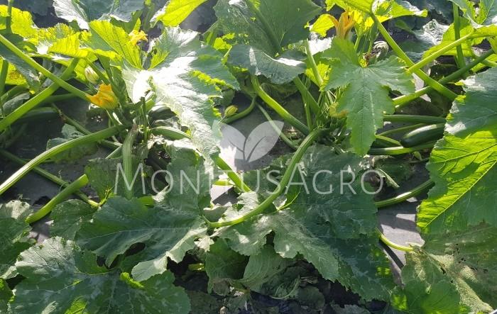 MONITUS AGRO d.o.o.