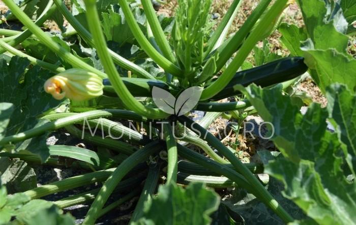 MONITUS AGRO d.o.o.