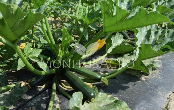 MONITUS AGRO d.o.o.
