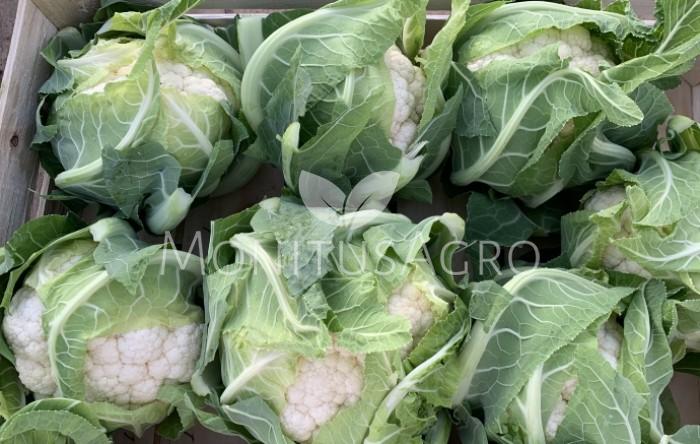MONITUS AGRO d.o.o.