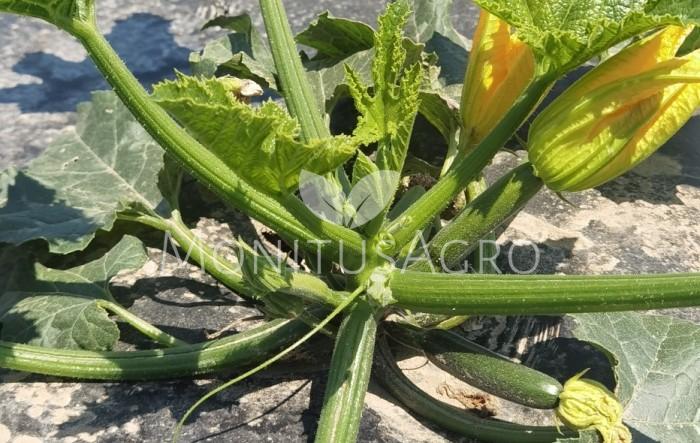 MONITUS AGRO d.o.o.