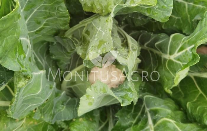MONITUS AGRO d.o.o.