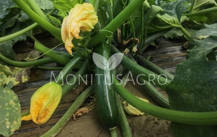 MONITUS AGRO d.o.o.
