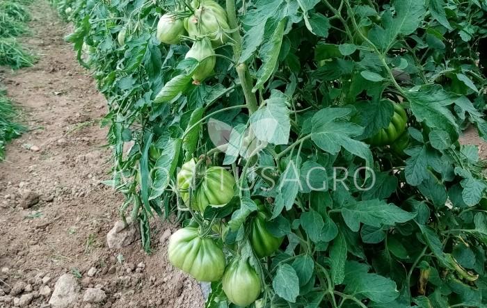 MONITUS AGRO d.o.o.