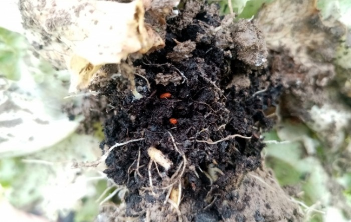 Upoznajmo se sa štetnicima: korijenova uš salate