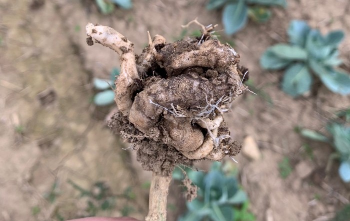 Upoznajmo se s bolestima: kupusna kila