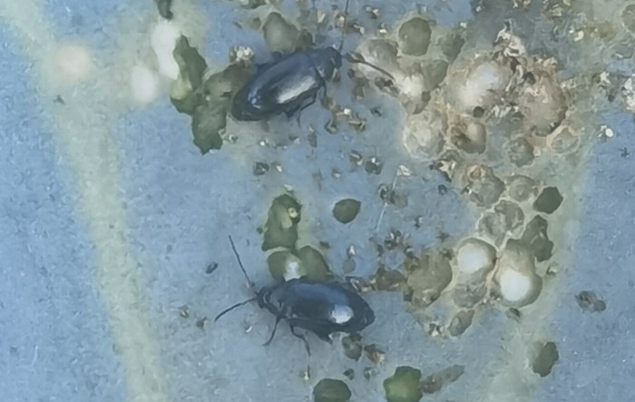 Upoznajmo se sa štetnicima: kupusni buhač