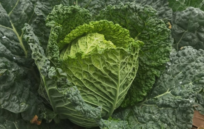 Kelj odličnog prinosa- Atractum