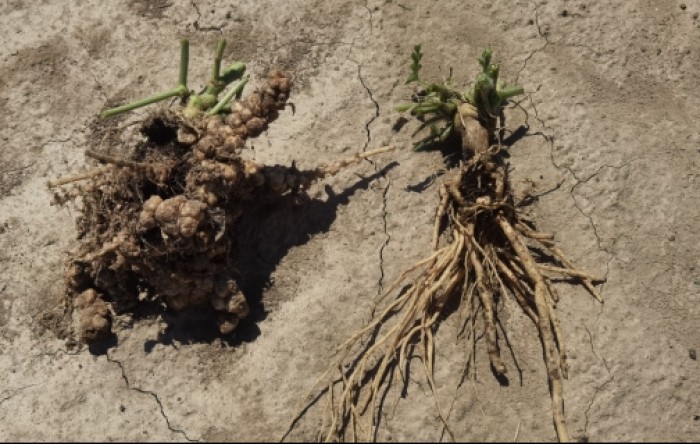 Carolina Strongback pokazuje izvanredne rezultate