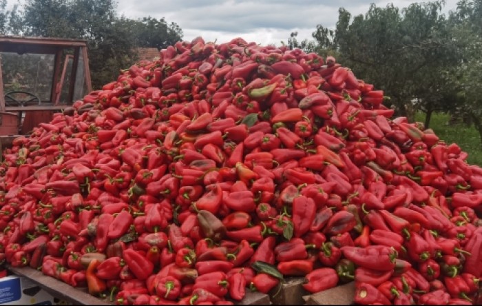 Orosco paprike u berbi