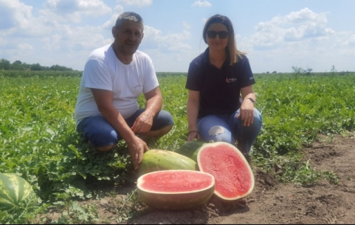 Dobra berba lubenica u Slavoniji