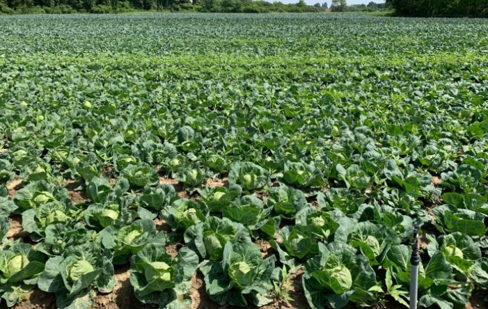 Pokus ranih kupusnjača