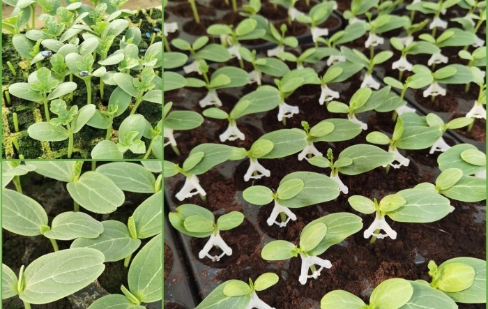 Cijepljenje (kalemljenje) lubenice