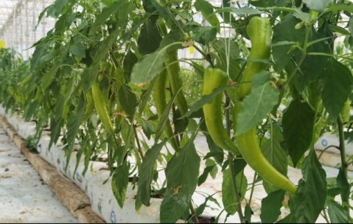 Orosco paprike u akciji