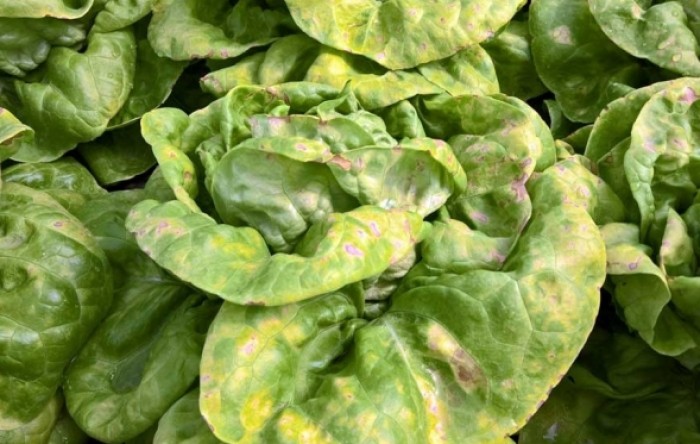 Upoznajmo se s bolestima: plamenjača salate