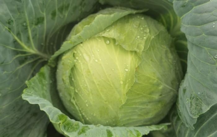 Upoznajmo se s biljkama: nutritivna vrijednost kupusa