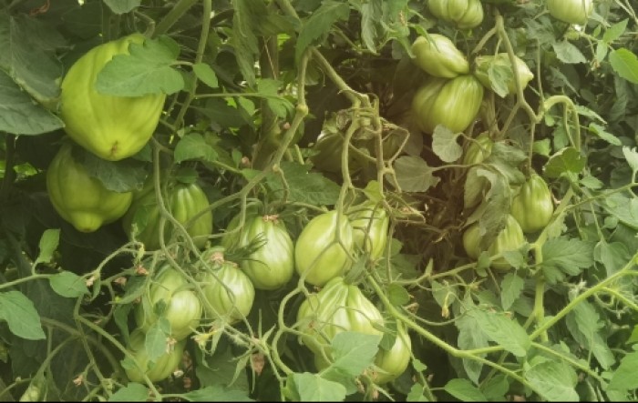 MONITUS AGRO d.o.o.