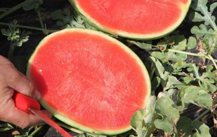 Besjemena lubenica- novi hit u proizvodnji lubenice