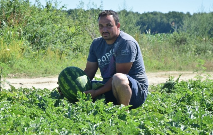 Pokusi lubenica 2020. godine u Slavoniji