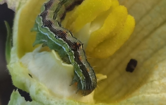 Upoznajmo se sa štetnicima- kukuruzna sovica na tikvici