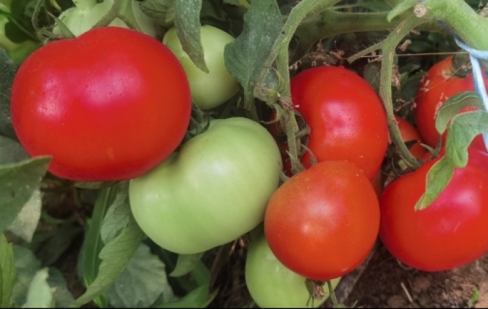 MONITUS AGRO d.o.o.