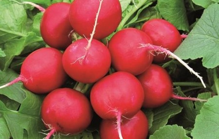 Upoznajmo se s biljkama: nutritivna vrijednost rotkvice