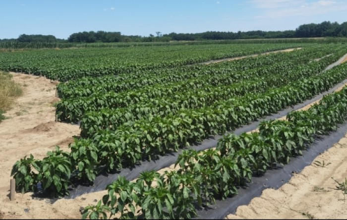 Najpouzdanije Orosco paprike