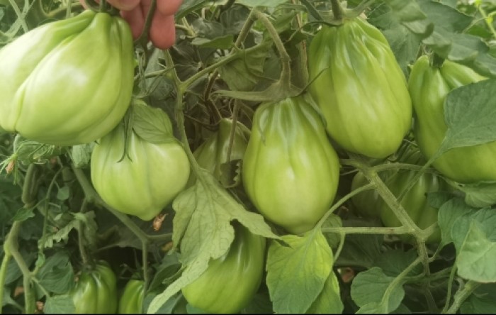 MONITUS AGRO d.o.o.