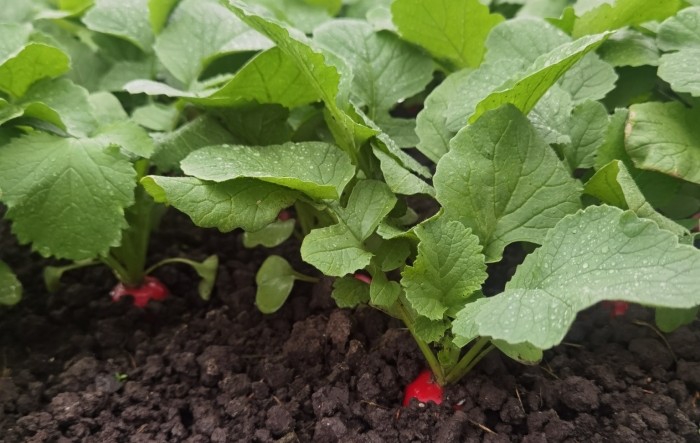 Više novih hibrida rotkvice