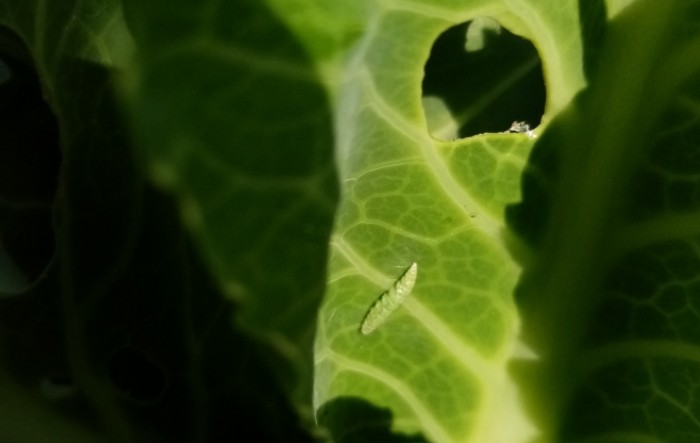 Upoznajmo se sa štetnicima: kupusni moljac