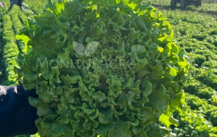 Capitole (LOBA22-0750)