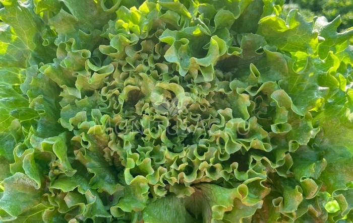 Nova batavia sa širokim paketom otpornosti konačno kreće u prodaju