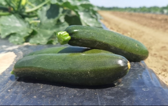 Upoznajmo se s biljkama: nutritivna vrijednost tikvice