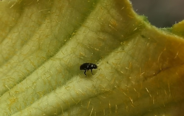 Upoznajmo se sa štetnicima- repičin sjajnik na tikvenjačama